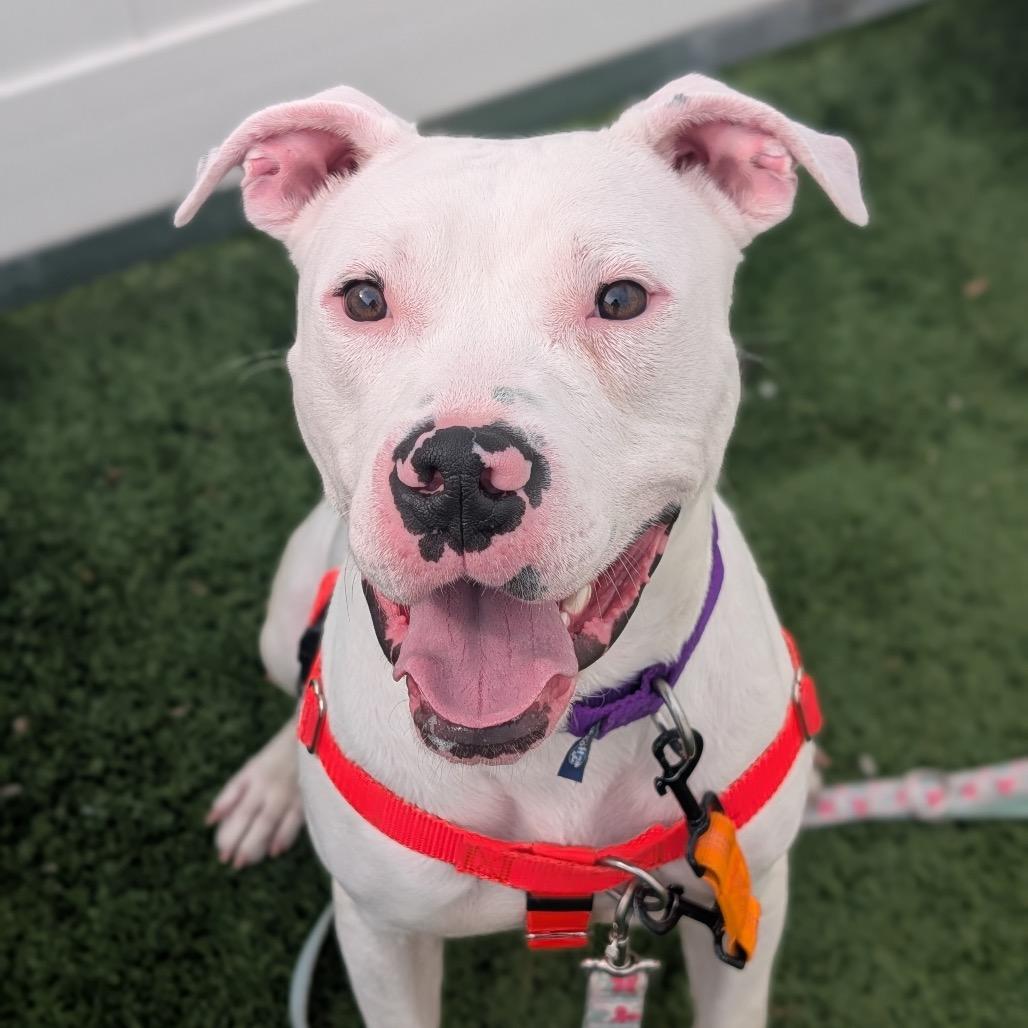 Ziggy, a Adoptable Mixed Breed in Naperville, IL image 2/4