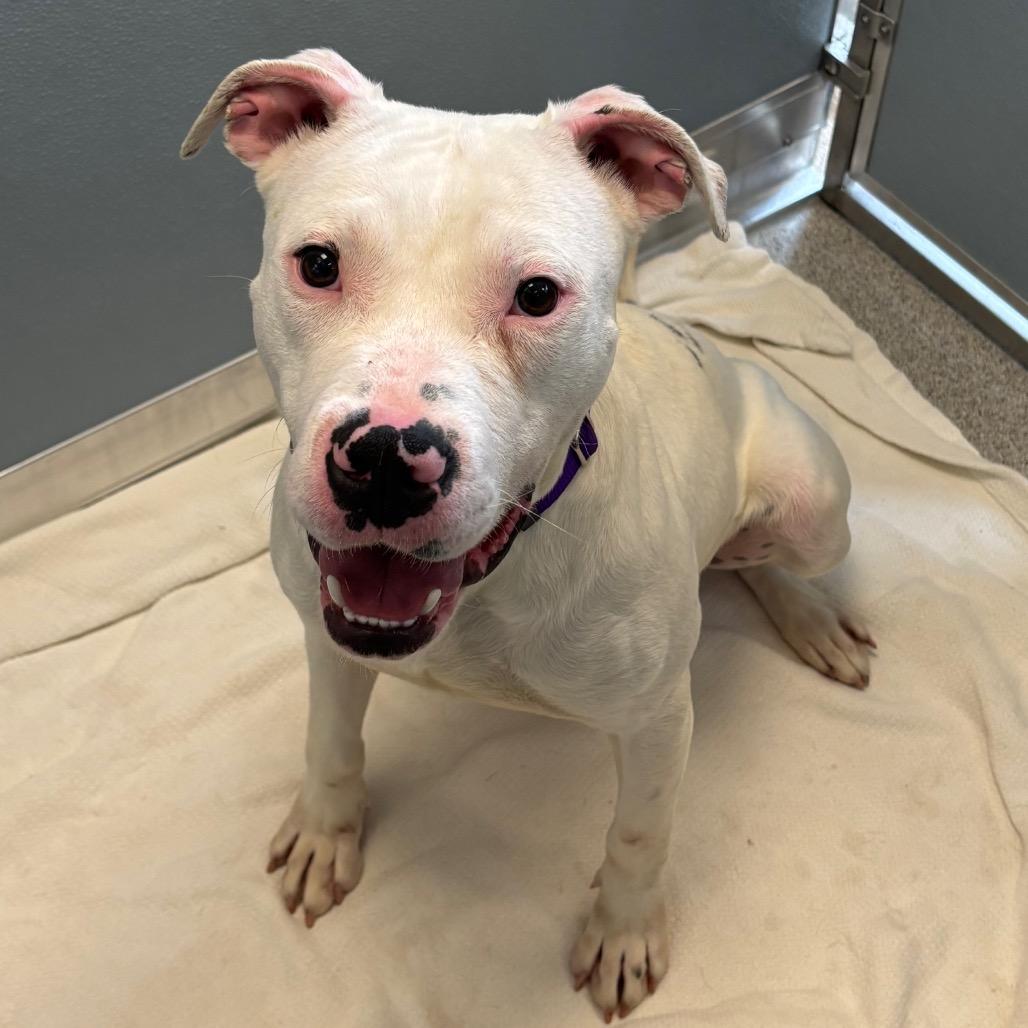 Ziggy, a Adoptable Mixed Breed in Naperville, IL image 3/4