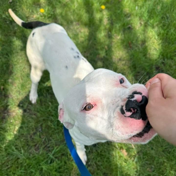 Ziggy, a Adoptable Mixed Breed in Naperville, IL image 4/4