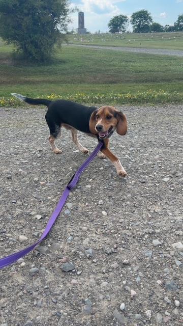 Tucker, adopted, Puppy Male Beagle.