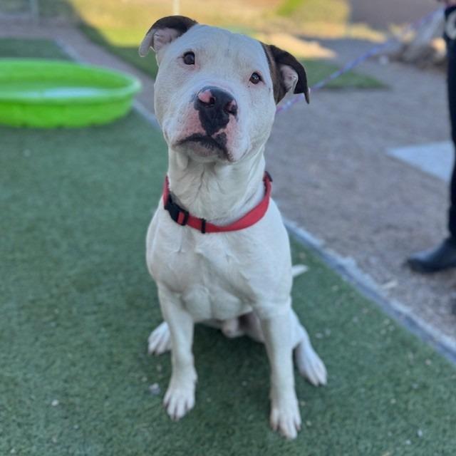 Enlarge Casanova, a Adoptable mixed breed in Bullhead City, AZ image 1/4