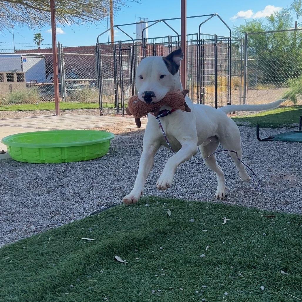 Enlarge Casanova, a Adoptable mixed breed in Bullhead City, AZ image 2/4