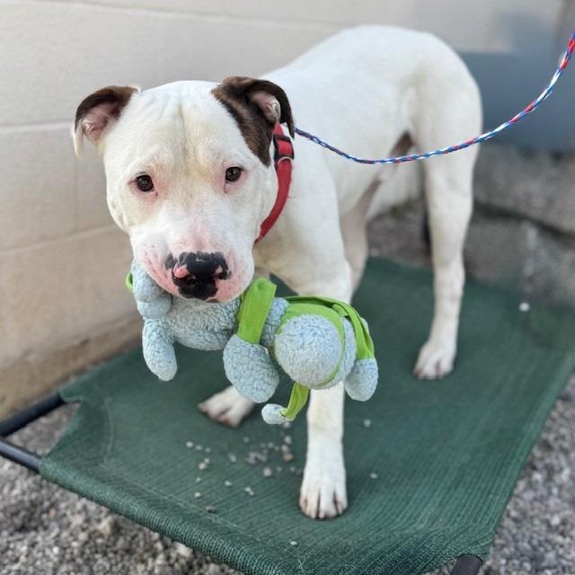 Enlarge Casanova, a Adoptable mixed breed in Bullhead City, AZ image 3/4