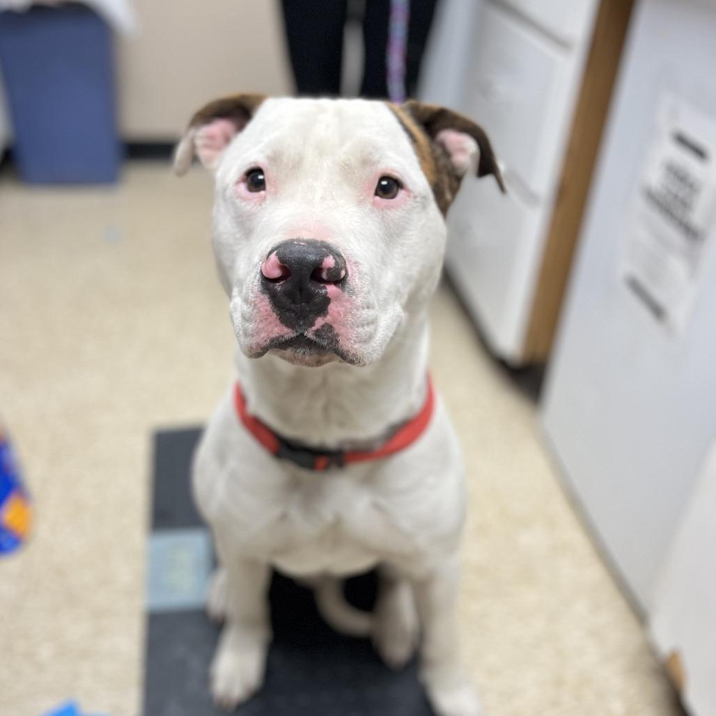 Enlarge Casanova, a Adoptable mixed breed in Bullhead City, AZ image 4/4