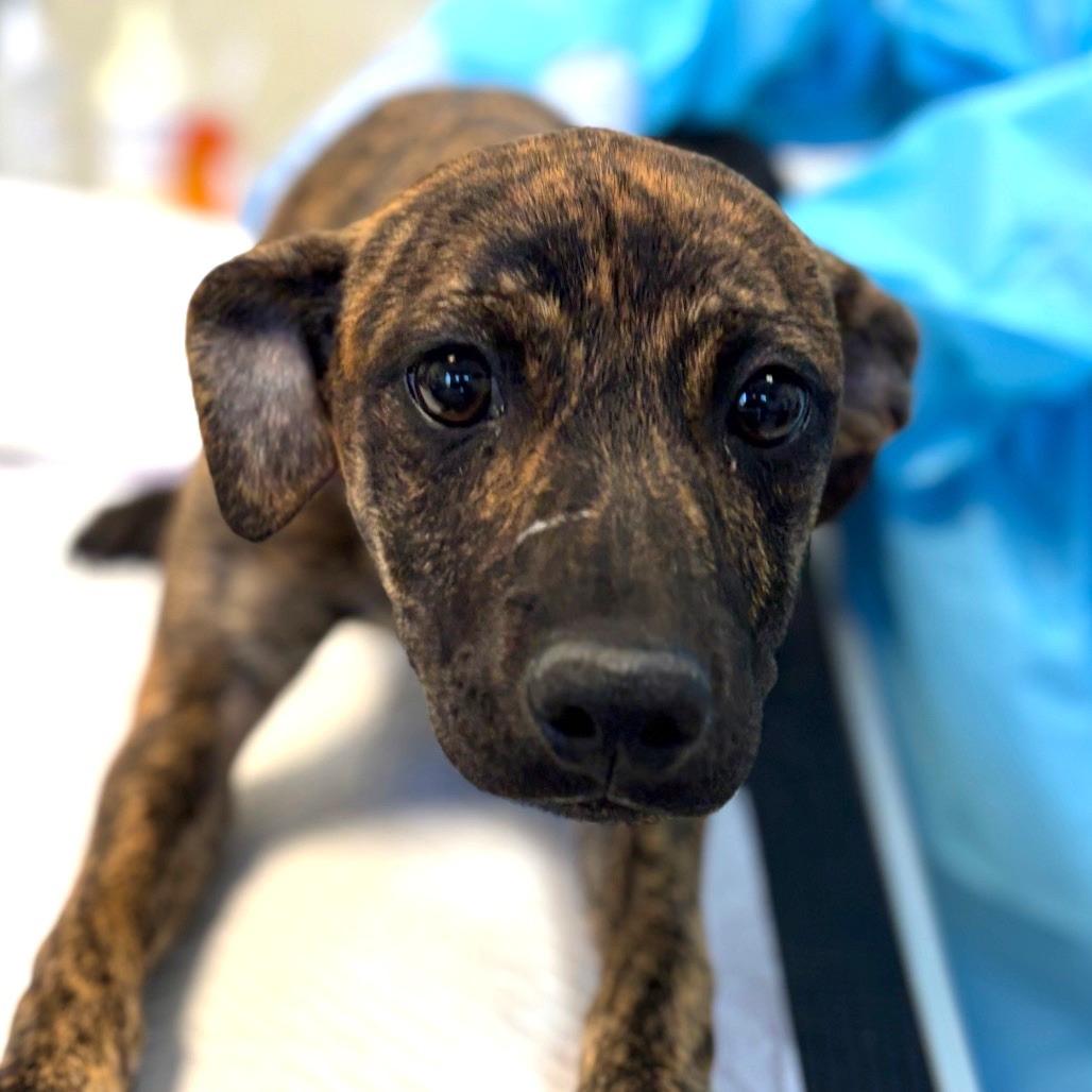 Enlarge Bashful, a Adoptable mixed breed in Nashville, TN image 1/1