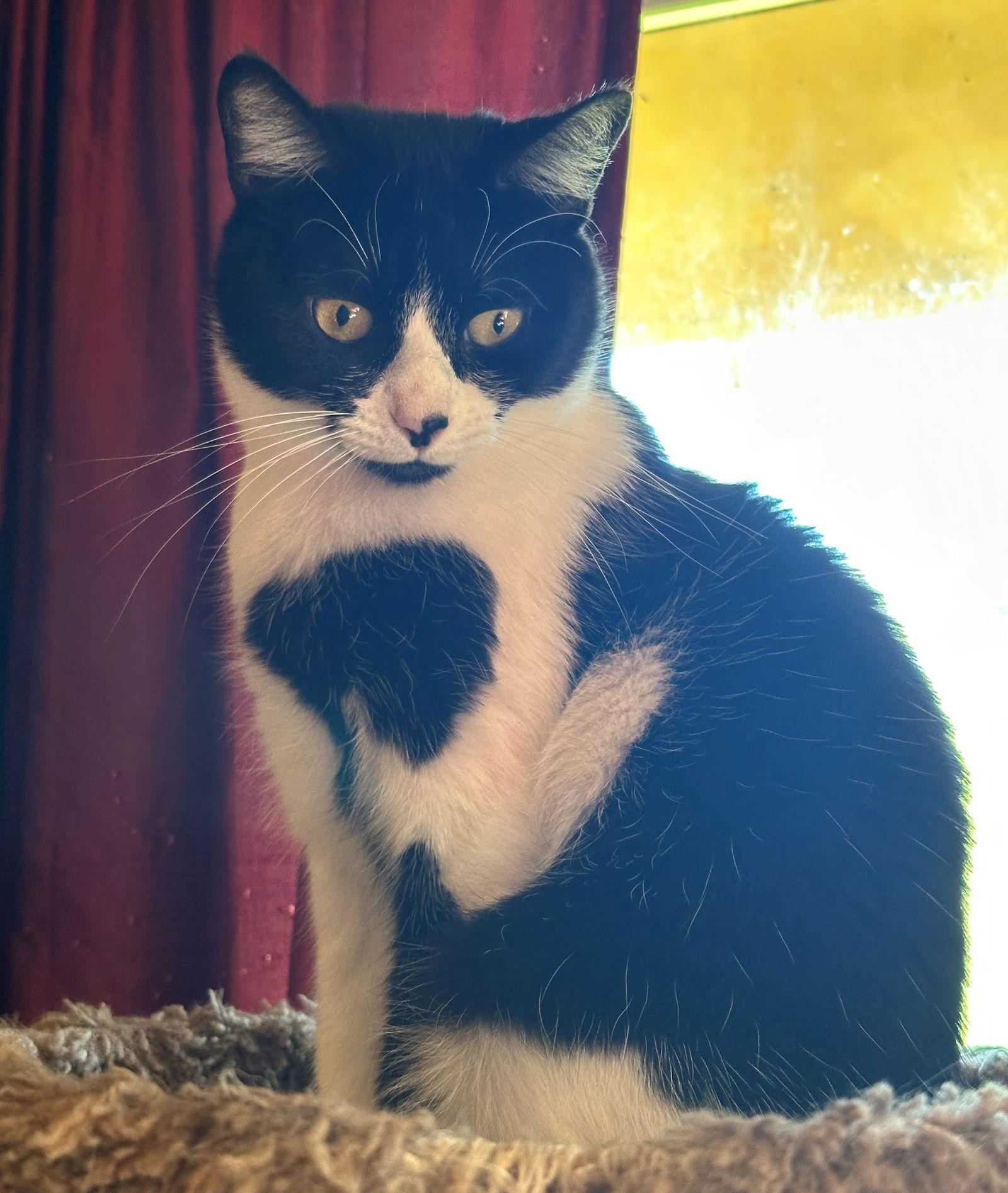 Shell, Adopted, Young Female Tuxedo & Domestic Short Hair.