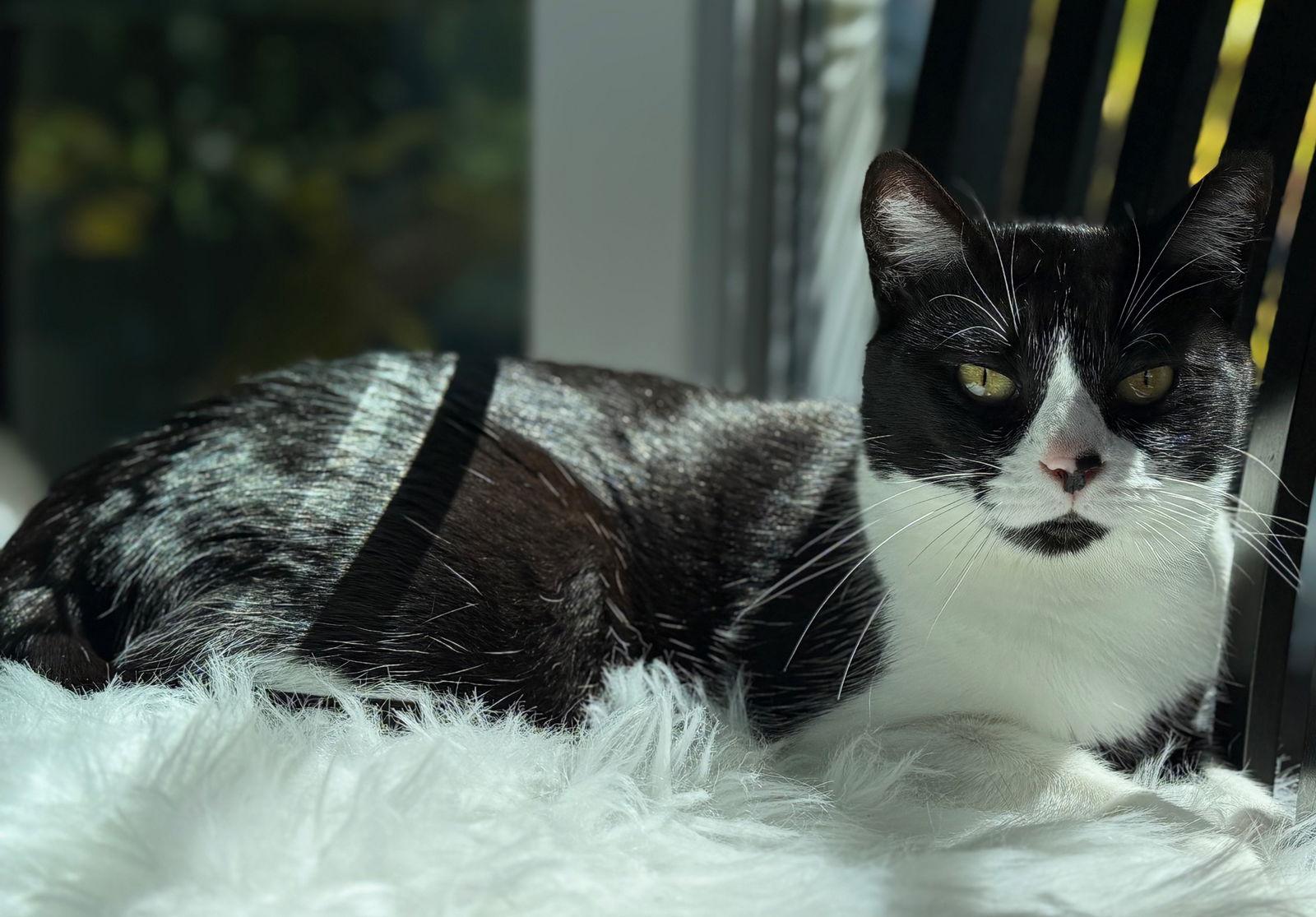 Shell, a Adopted mixed breed in Palo Alto, CA image 2/3