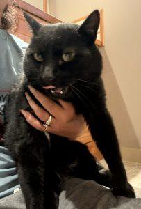 Bay, ADOPTABLE, Young Male Domestic Short Hair.