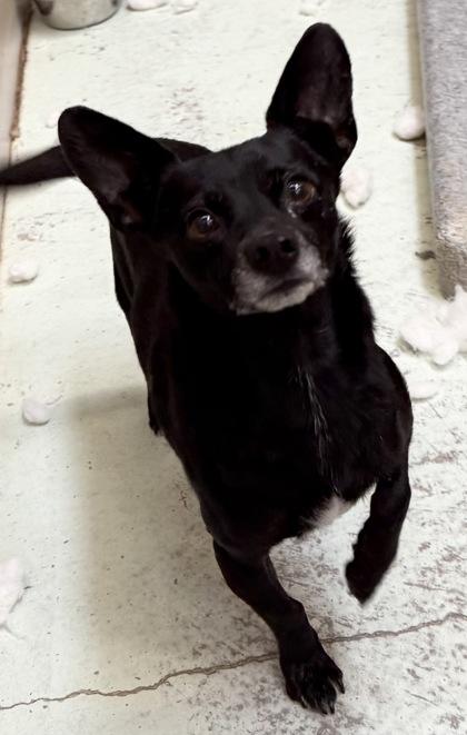 Enlarge Chapparo, a Adoptable mixed breed in Madera, CA image 1/3