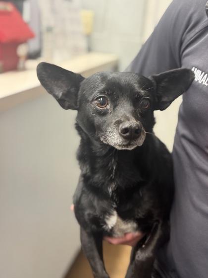 Enlarge Chapparo, a Adoptable mixed breed in Madera, CA image 2/3