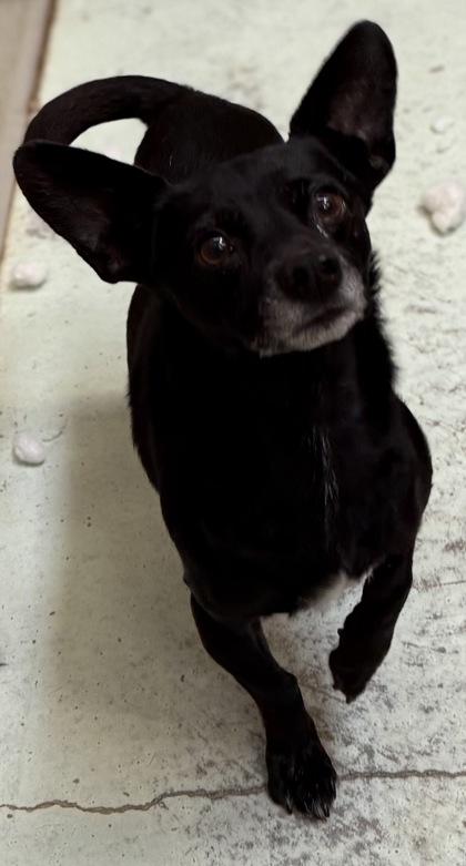 Enlarge Chapparo, a Adoptable mixed breed in Madera, CA image 3/3
