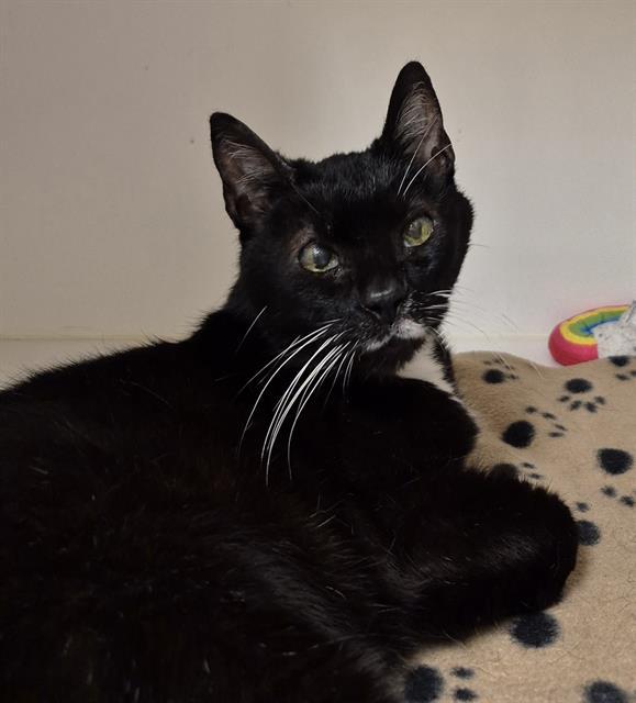 CUPCAKE BARN, Adoptable, Senior Female Domestic Short Hair.