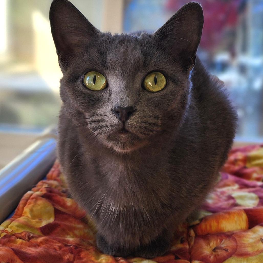Rio, Adoptable, Young Female American Shorthair.