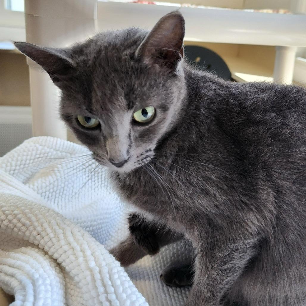 Enlarge Rio, a Adoptable American Shorthair in Columbus, NC image 1/1
