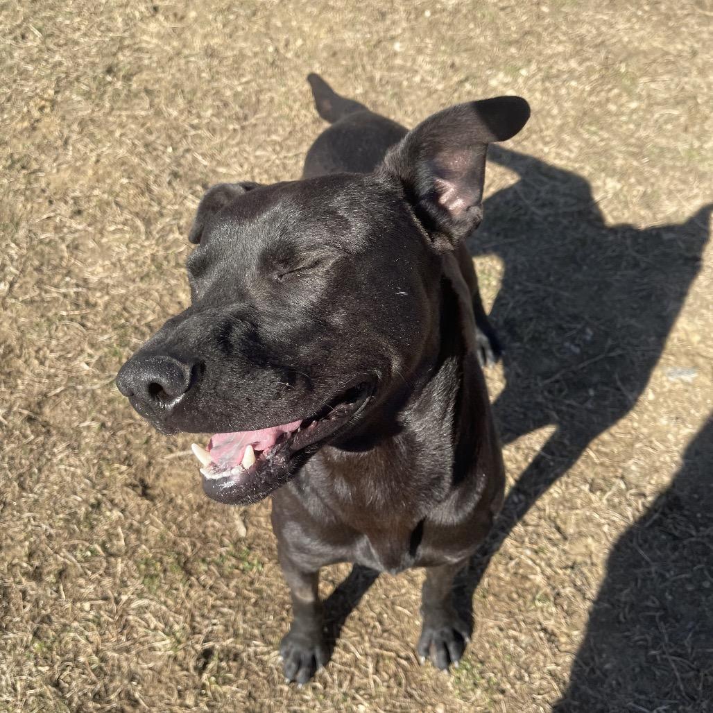 Nomad, Adoptable, Adult Male Mixed Breed.