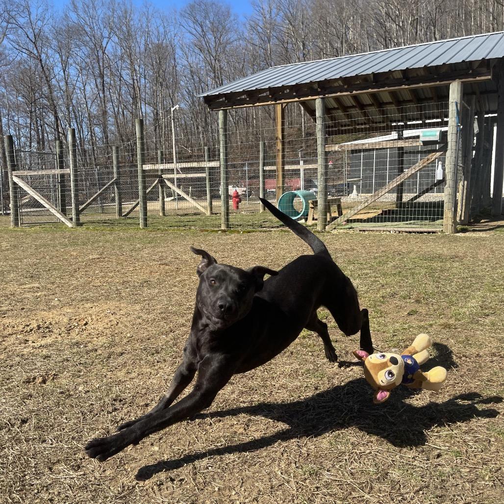 Nomad, a Adoptable Mixed Breed in Blairsville, GA image 3/6