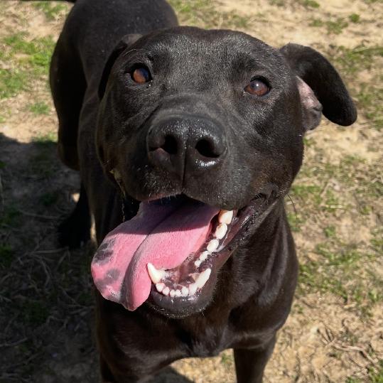 Enlarge Nomad, a Adoptable Mixed Breed in Blairsville, GA image 4/6