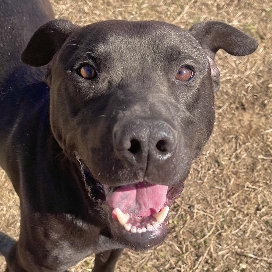 Nomad, a Adoptable Mixed Breed in Blairsville, GA image 5/6