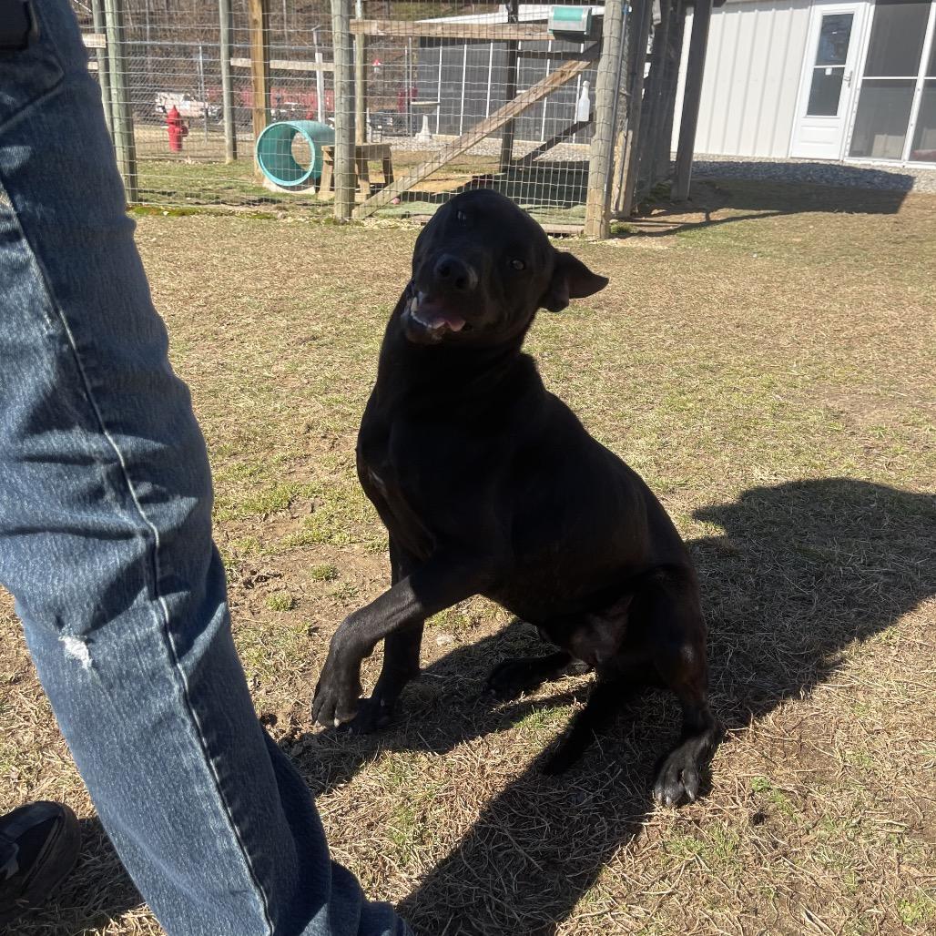 Nomad, a Adoptable Mixed Breed in Blairsville, GA image 6/6