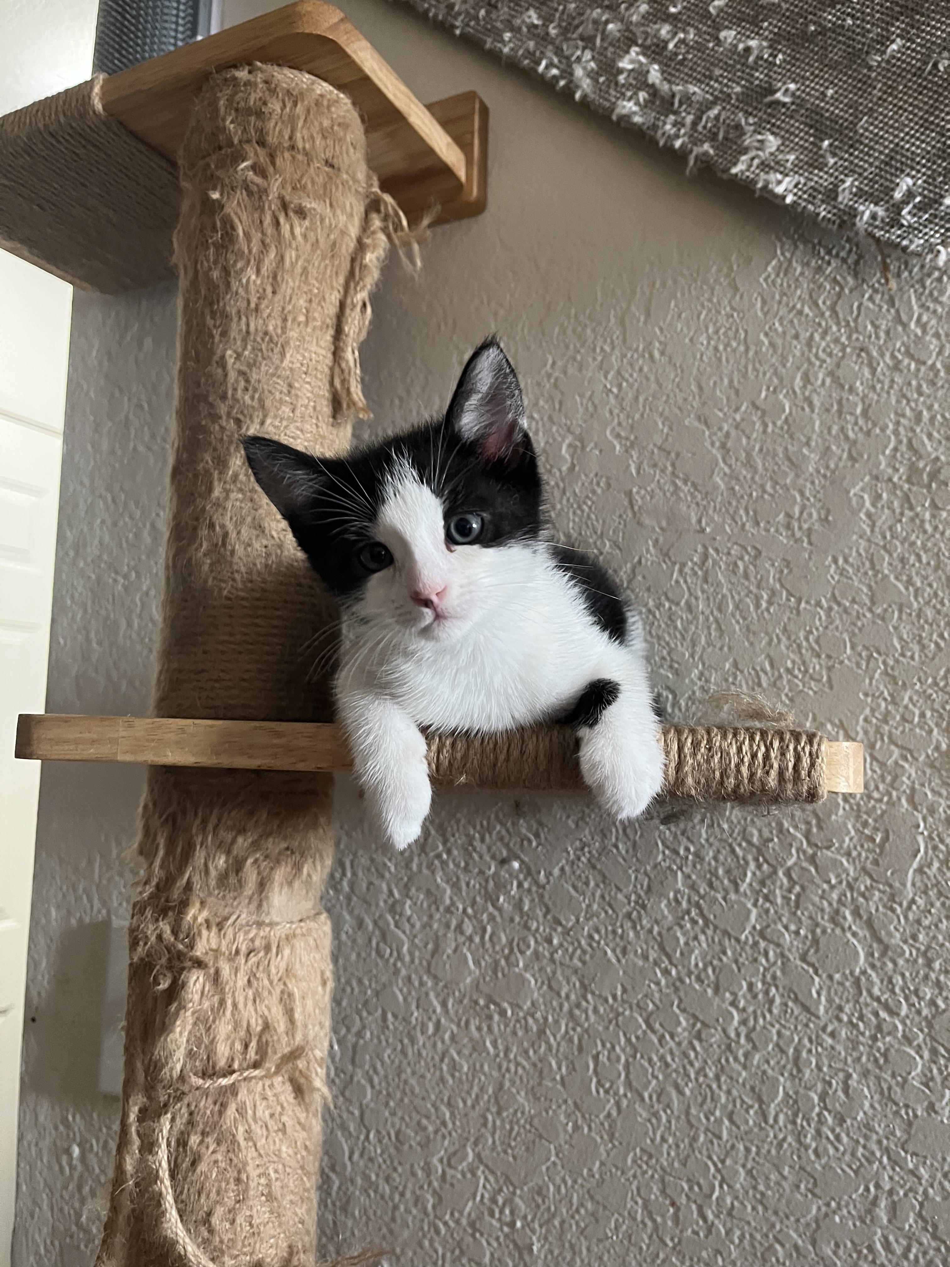 Bean, ADOPTABLE, Kitten Male Domestic Short Hair.