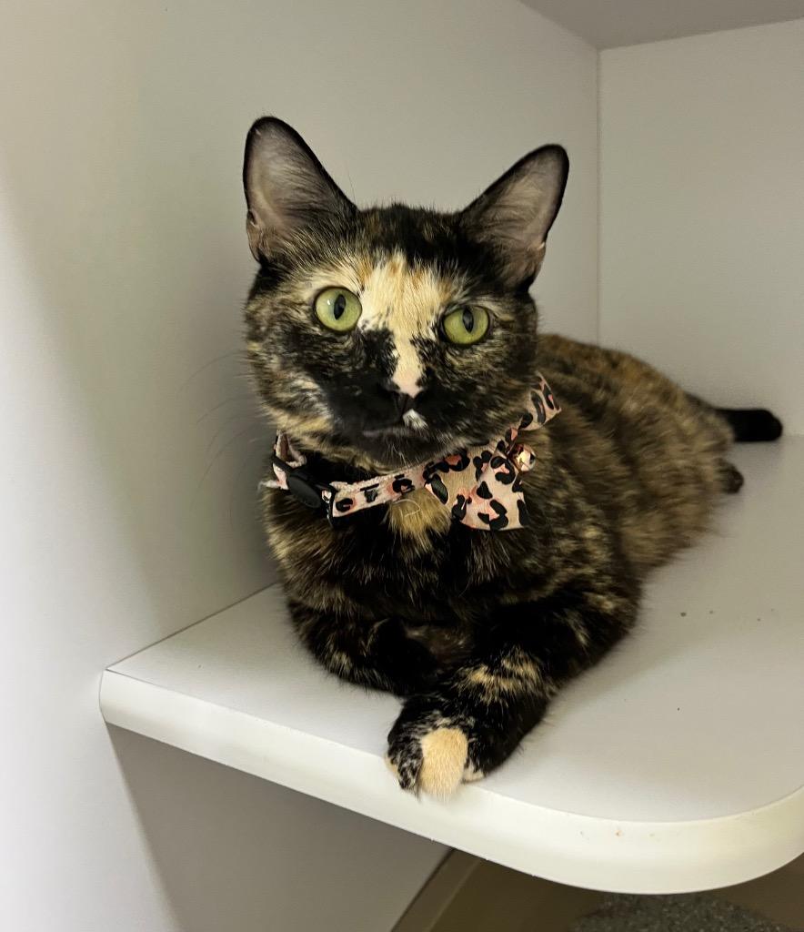 Enlarge Sky, a Adoptable mixed breed in Shorewood, IL image 1/3