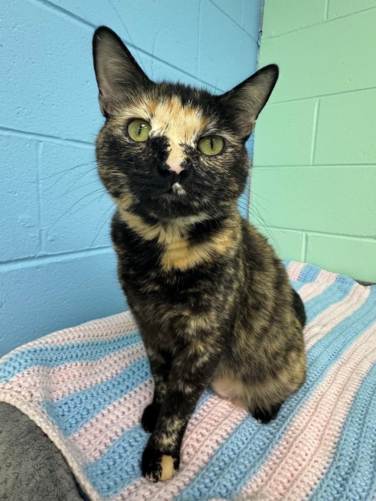 Enlarge Sky, a Adoptable mixed breed in Shorewood, IL image 1/2