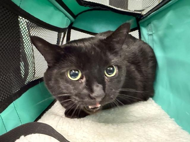 CANDY, Adoptable, Senior Female Domestic Short Hair.