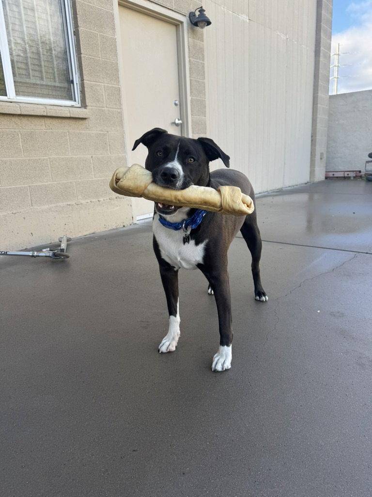 DUKE #24, Adoptable, Adult Male Pit Bull Terrier.