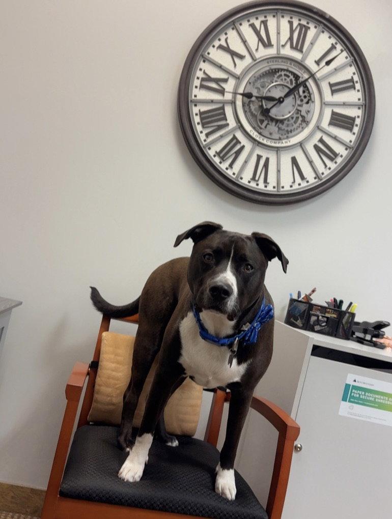 Enlarge DUKE #24, a Adoptable Pit Bull Terrier in Chandler, AZ image 2/3