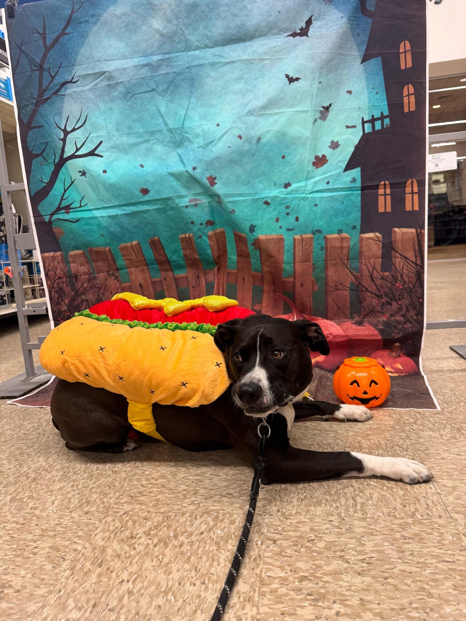 Enlarge DUKE #24, a Adoptable Pit Bull Terrier in Chandler, AZ image 3/3