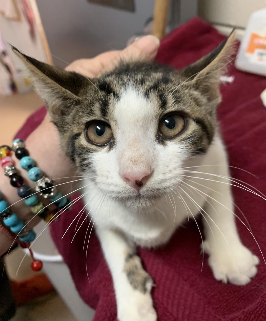 Stryker, Adoptable, Adult Male Domestic Short Hair.