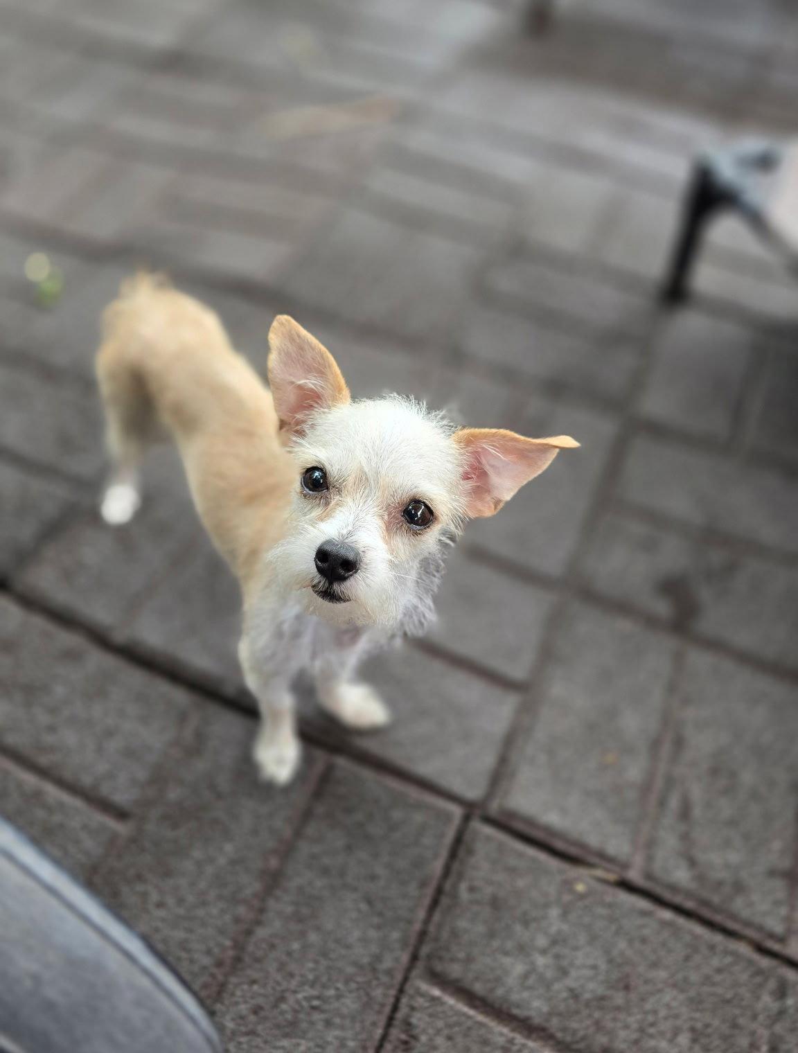 Katara Leche, Adoptable, Adult Female Terrier.
