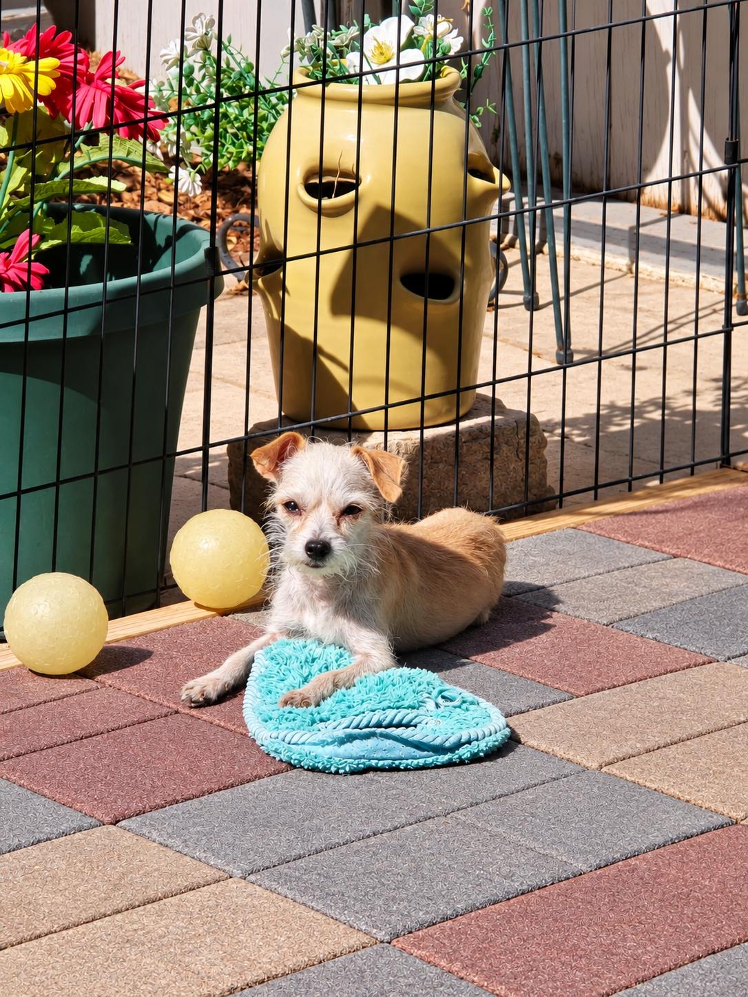 Enlarge Katara Leche, a Adoptable Terrier in Salt Lake City, UT image 2/3