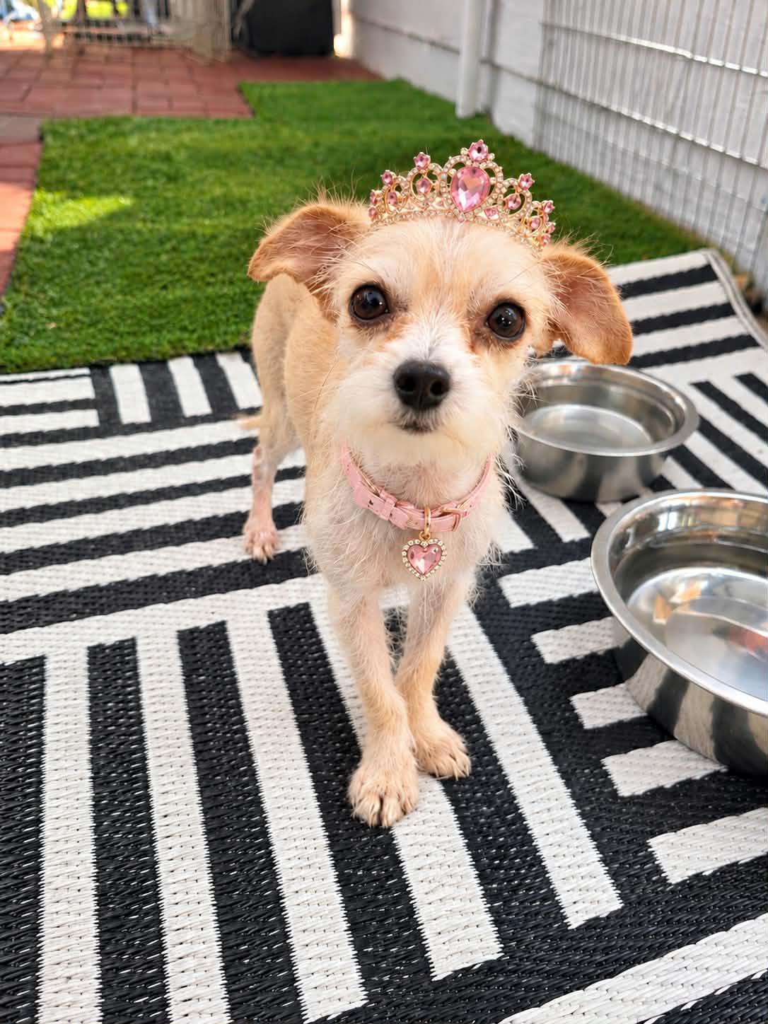 Enlarge Katara Leche, a Adoptable Terrier in Salt Lake City, UT image 3/3