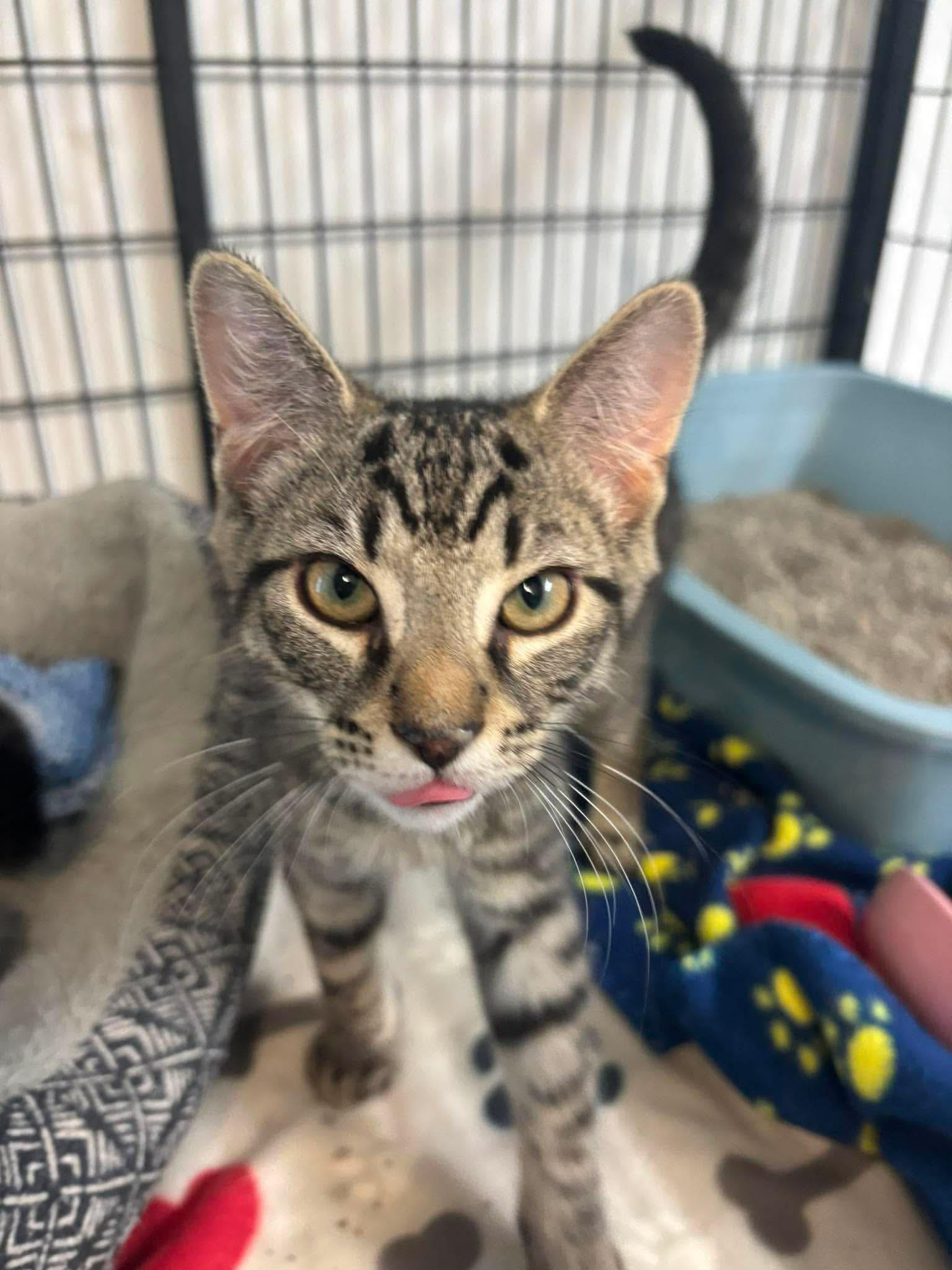 Rowan, Adoptable, Young Male Domestic Short Hair.
