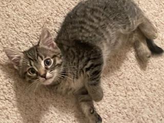 Basil of The Herb Kittens (Christiana PetSmart