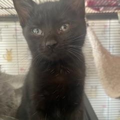 Basil of The Herb Kittens (Christiana PetSmart