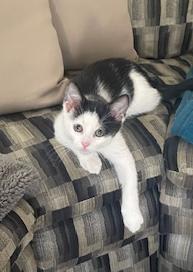 Basil of The Herb Kittens (Christiana PetSmart