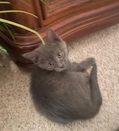 Basil of The Herb Kittens (Christiana PetSmart