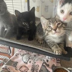 Basil of The Herb Kittens (Christiana PetSmart