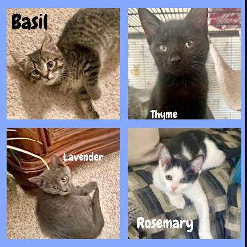 Basil of The Herb Kittens (Christiana PetSmart