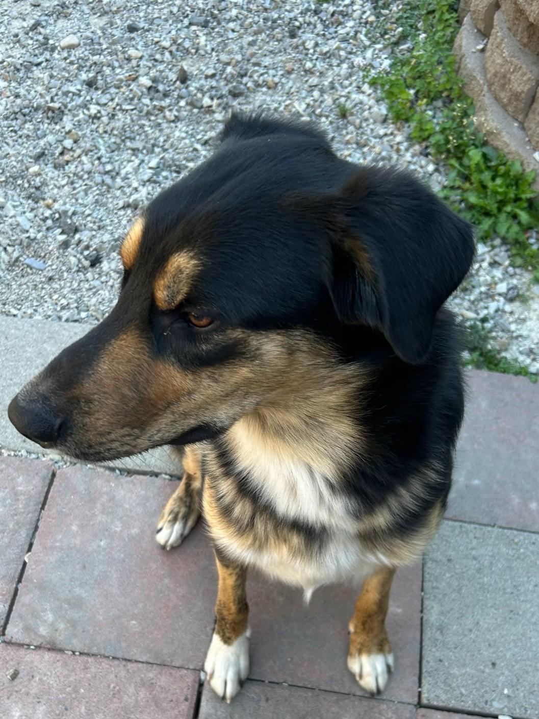 Howard, an adoptable Australian Shepherd in Kellogg, ID, 83837 | Photo Image 6