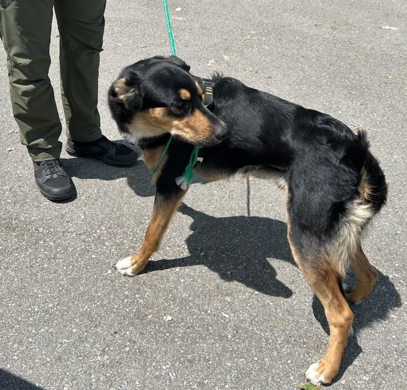 Howard, an adoptable Australian Shepherd in Kellogg, ID, 83837 | Photo Image 2