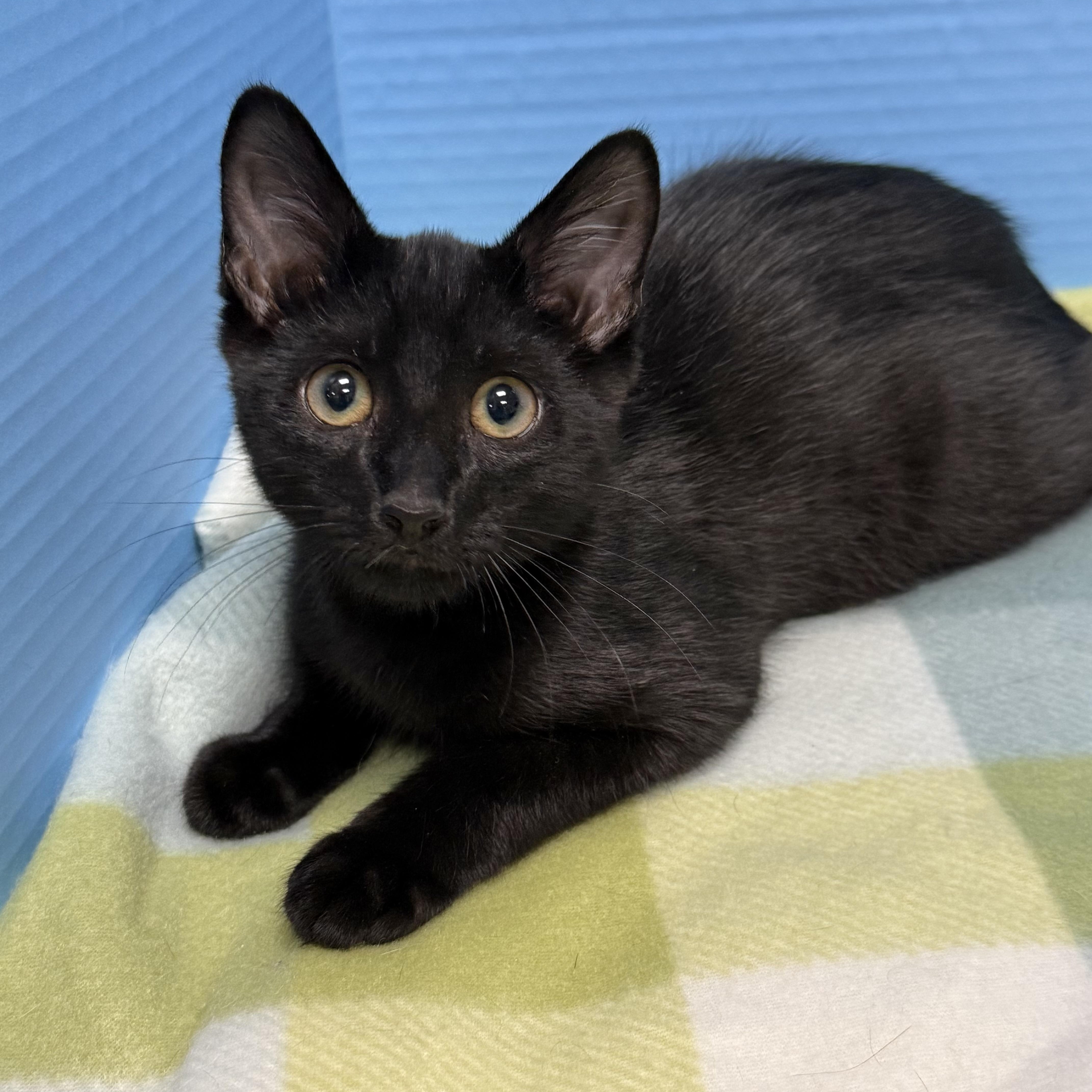 Enlarge Larry, a ADOPTABLE Domestic Short Hair in Collierville, TN image 4/4