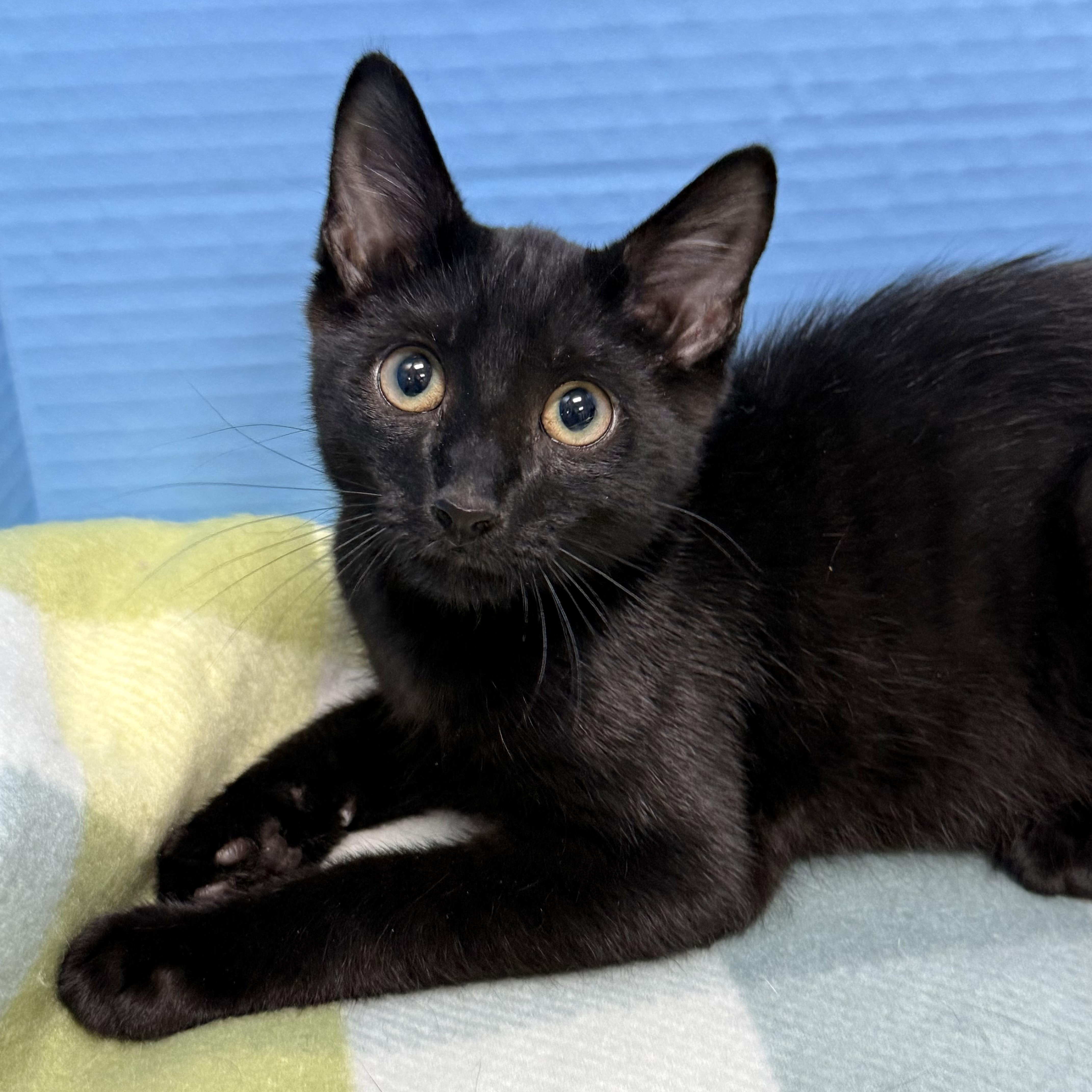 Enlarge Larry, a ADOPTABLE Domestic Short Hair in Collierville, TN image 1/4