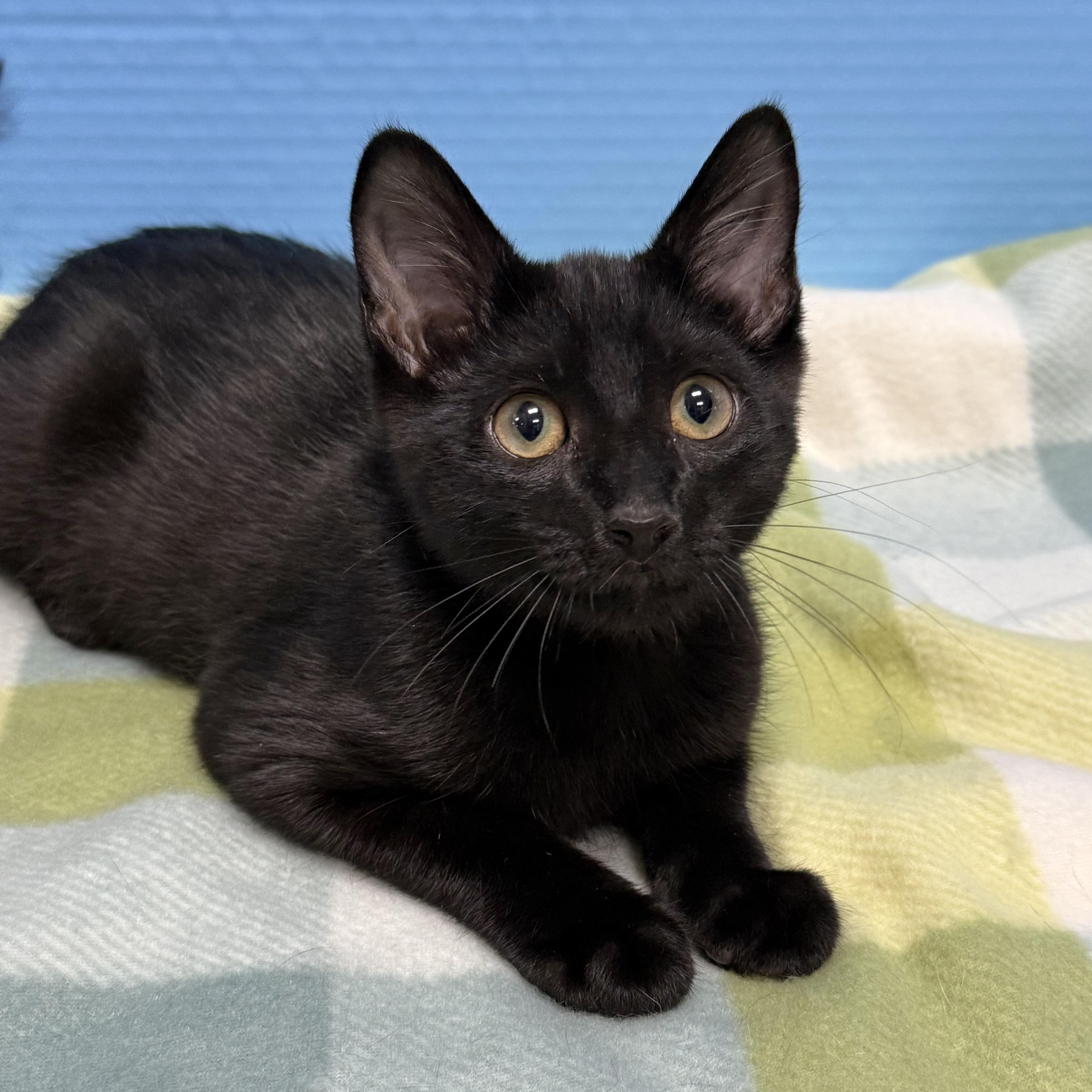 Enlarge Larry, a ADOPTABLE Domestic Short Hair in Collierville, TN image 3/4