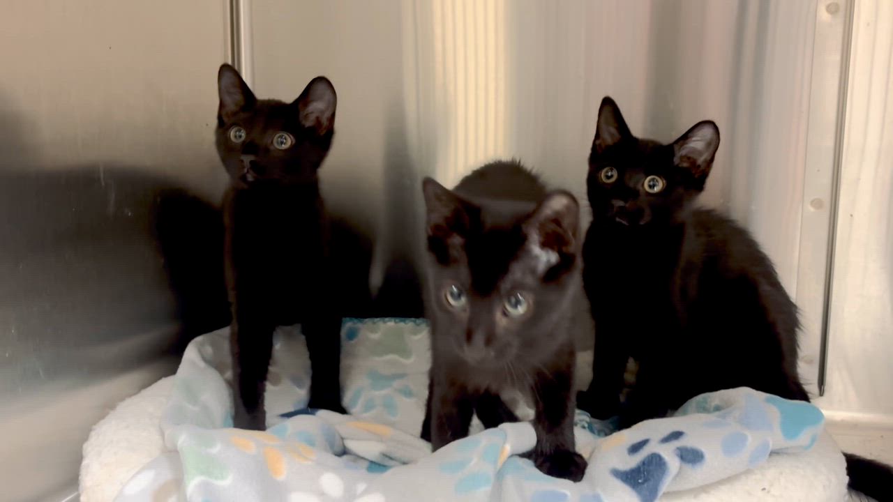 Enlarge Larry, a ADOPTABLE Domestic Short Hair in Collierville, TN video 2/4