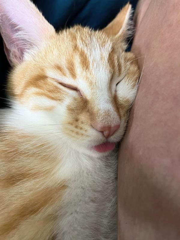 Kitsu