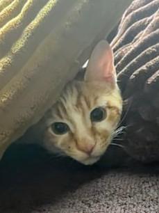 Kitsu photo 2