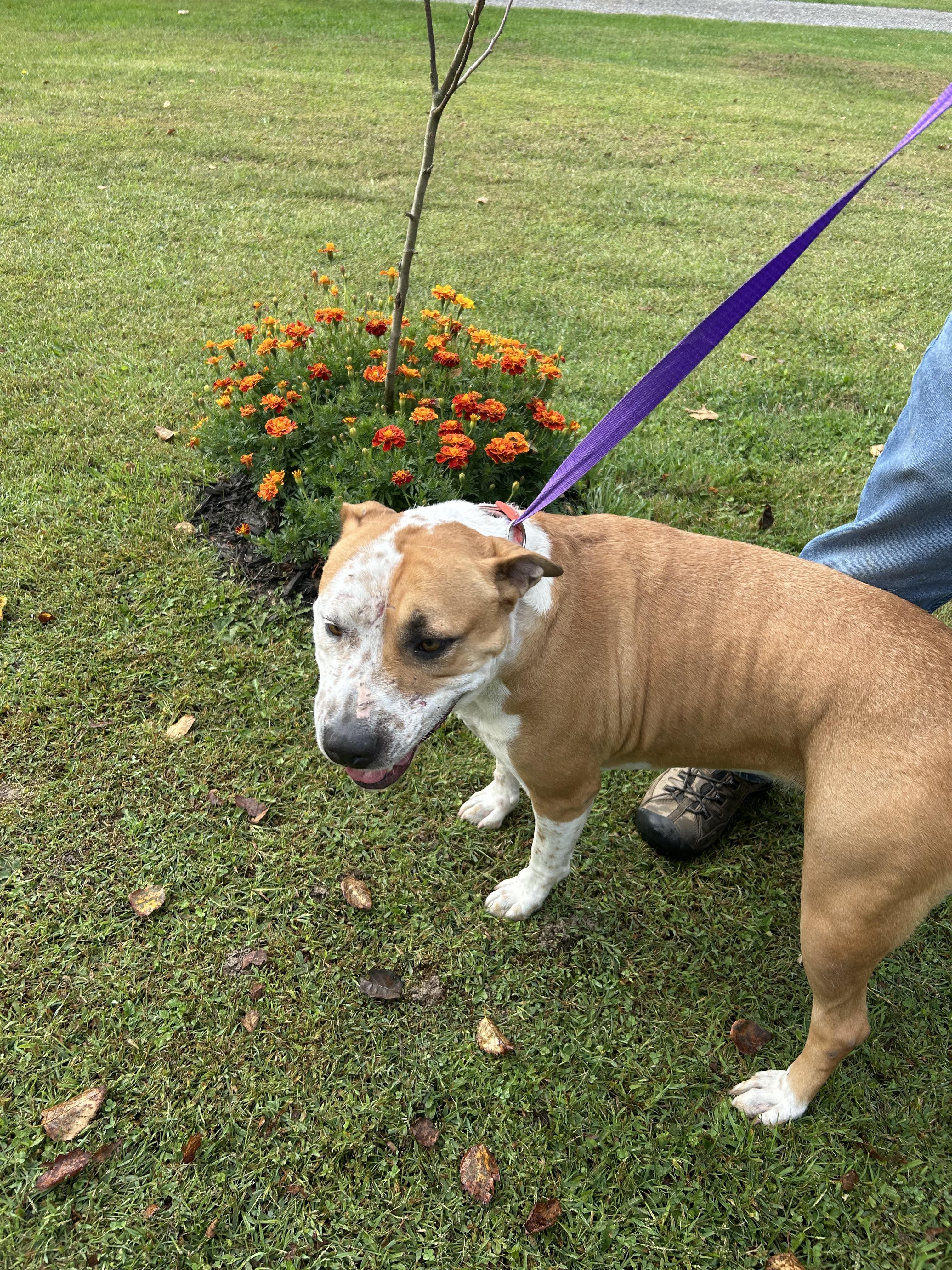 Nellie, a Adoptable Mixed Breed in Moravia, NY image 2/2